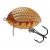 Wobler SALMO Lil´Bug 3cm/4.3g